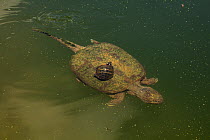 Painted turtle (Chrysemys scripta) eating algae off the carapace of a Snapping turtle (Chelydra serpentina) Maryland, USA, August.