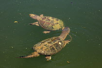 Snapping turtle (Chelydra serpentina) male attempting to mate with female, Maryland, USA, August.
