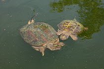 Snapping turtle (Chelydra serpentina) male attempting to mate with female, Maryland, USA, August.