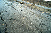 Dinosaur footprints, Kugitang Tau Range, Turkmenistan, 1990. The footprints in this photo might be of the Iguanodon, megalosaurus or Tyrannosaurus.