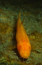 Starostin's loach (Troglocobitis / Nemacheilus starostini) a blind fish  living  in  caves in  east  Turkmenistan.