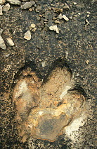 Dinosaur footprint, possibly Iguanodon, megalosaurus or Tyrannosaurus. From limestone plateau with about 2500 footprints of dinosaurs from about 150 million ago.  Kugitang Tau Range, Turkmenistan 1990...