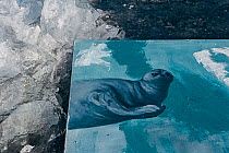 Painting of Baikal seal on Baikal ice, painted underwater, Lake Baikal, Siberia, Russia. March.