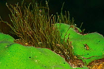 Amphipod (Brandtia) on freshwater sponge (Baikalospongia) and algae, Lake Baikal, Siberia, Russia.