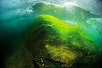 Thallus of filamentous algae (Spiragira and Ulothrix) under Ice, Lake Baikal, Siberia, Russia.