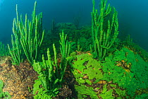 Endemic sponge (Lubomirskia baicalensis), Lake Baikal, Siberia, Russia, August.