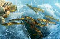 Graylings (Thymallus)  and Lenok (Brachymystax) Lake Baikal, Siberia, Russia. April.