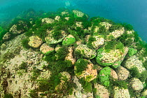 Green algae (Draparnaldiopsis) on the stones, Lake Baikal, Siberia, Russia.