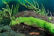 Freshwater sponge (Lubomirskia baicalensis) and snails (Baicalia turriformis) Lake Baikal, Siberia, Russia.