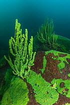 Endemic sponge (Lubomirskia baicalensis), Lake Baikal, Siberia, Russia, October.