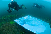 Divers helping painter paint image Lake Baikal Seal underwater,  Lake Baikal, Siberia, Russia. March.