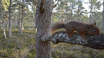 Red squirrel (Sciurus vulgaris) walking along a Scots pine tree (Pinus sylvestris) branch, Black Isle, Ross and Cromarty, Scotland, February.