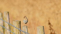 Skylark (Alauda arvensis) perched on a fence post with food in its beak, Kent, July.