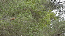 Red squirrel (Sciurus vulgaris) leaping between Scots pine trees (Pinus sylvestris), Black Isle, Ross and Cromarty, Scotland, February.
