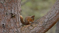 Red squirrel (Sciurus vulgaris) feeding in a Scots pine tree (Pinus sylvestris), drops nut, Black Isle, Ross and Cromarty, Scotland, April.