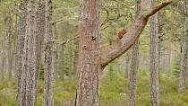 Red squirrel (Sciurus vulgaris) feeding in a Scots pine tree (Pinus sylvestris), Black Isle, Ross and Cromarty, Scotland, February.