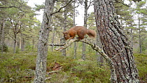 Red squirrel (Sciurus vulgaris) climbing a Scots pine tree (Pinus sylvestris) trunk and running along a branch, Black Isle, Ross and Cromarty, Scotland, February.