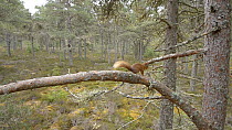 Red squirrel (Sciurus vulgaris) running along a branch and leaping between Scots pine trees (Pinus sylvestris), Black Isle, Ross and Cromarty, Scotland, February.