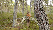 Red squirrel (Sciurus vulgaris) feeding in a Scots pine tree (Pinus sylvestris), Black Isle, Ross and Cromarty, Scotland, April.