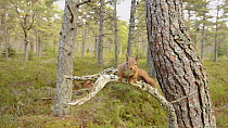 Red squirrel (Sciurus vulgaris) leaping between Scots pine tree (Pinus sylvestris)s, lands on camera, Black Isle, Ross and Cromarty, Scotland, February.