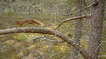 Red squirrel (Sciurus vulgaris) leaping between Scots pine tree (Pinus sylvestris)s and running along a branch, Black Isle, Ross and Cromarty, Scotland, February.