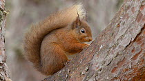 Close up of a Red squirrel (Sciurus vulgaris) feeding in a Scots pine tree (Pinus sylvestris), Black Isle, Ross and Cromarty, Scotland, April.