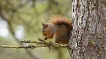 Red squirrel (Sciurus vulgaris) feeding in a Scots pine tree (Pinus sylvestris)  before leaving frame, Black Isle, Ross and Cromarty, Scotland, April.