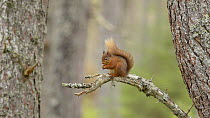 Red squirrel (Sciurus vulgaris) feeding in a Scots pine tree (Pinus sylvestris), Black Isle, Ross and Cromarty, Scotland, April.