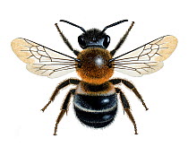 Large mason bee (Osmia xanthomelana) illustration