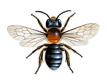 Western mason bee (Osmia parietina) illustration