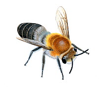Northern Colletes Bee (Colletes floralis) illustration