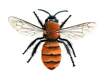 Tawny mining bee (Andrena fulva) female, illustration