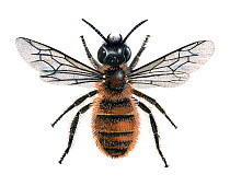 Red mason  bee (Osmia rufa) female, illustration