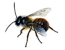 Red mason bee (Osmia rufa) illustration