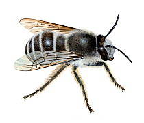 Potter flower bee (Anthophora retusa) illustration