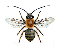 Long-horned mining bee (Eucera longicornis) illustration of a male.