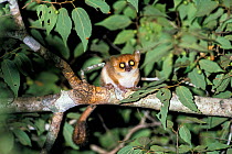 Mouse lemur (Microcebus murinus) Morondava, Madagascar, Africa. Small repro only.