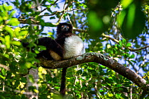 Milne Edwards sifaka (Propithecus edwardsi) Ranomafana National Park, Madagascar