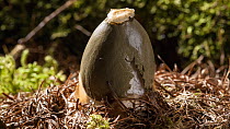 Timelapse of a Common stinkhorn fungus (Phallus impudicus) emerging from the ground, Mendips, Somerset, UK, July.