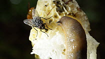 Timelapse of flies and a slug on a  Common stinkhorn fungus (Phallus impudicus), Mendips, Somerset, UK, July.