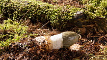Timelapse of a Common stinkhorn fungus (Phallus impudicus) emerging horizontally from the ground before falling over, Mendips, Somerset, UK, July.