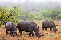 White rhinoceros  (Ceratotherium simum) In the rain Kruger National Park, South Africa.