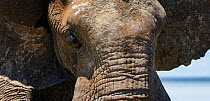 African elephant (Loxodonta africana) close up, Etosha National Park, Namibia.
