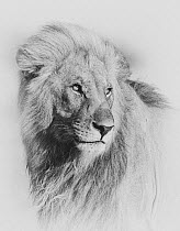 African lion (Panthera leo) male. Etosha National Park, Namibia. Digitally enhanced.