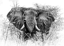 African elephant (Loxodonta africana) South Luangwa NP. Zambia. Digitally enhanced.