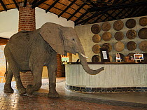 African elephant (Loxodonta africana) walking through Mfuwe Lodge reception area to eat mango fruit. South Luangwa NP. Zambia.