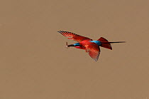 Carmine bee-eater (Merops nubicoides) in flight, with insect prey South Luangwa NP. Zambia.