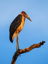 Marabou Stork  (Leptoptilos crumeniferus) South Luangwa NP. Zambia.