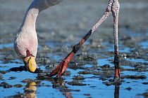 Puna / James flamingo (Phoenicoparrus jamesi) feeding in mud,  Salar de Uyuni, altiplano, Bolivia September