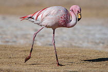 Puna / James flamingo (Phoenicoparrus jamesi) walking profile,  Salar de Uyuni, altiplano, Bolivia September